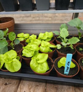Planten staan te popelen